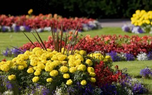 Mantenimiento de jardines en Mallorca